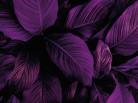 Set de table Marguerite